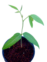 Planta de Gandúl Enano - Leguminosa nutritiva