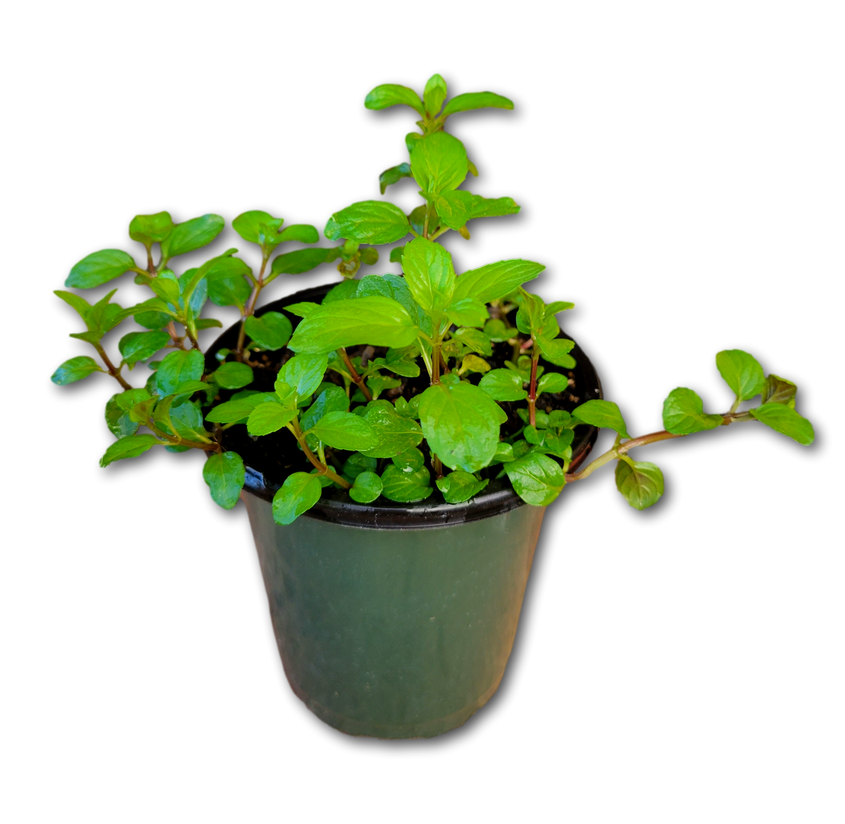 1 Plantas de Menta (ph1)