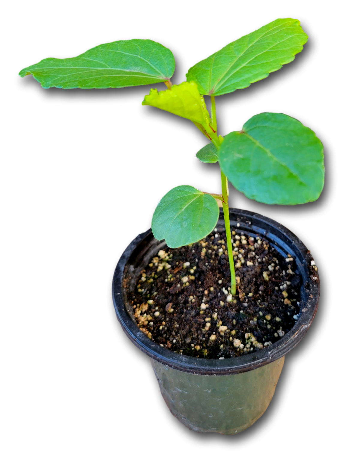 3 Jamaica Flower Plants