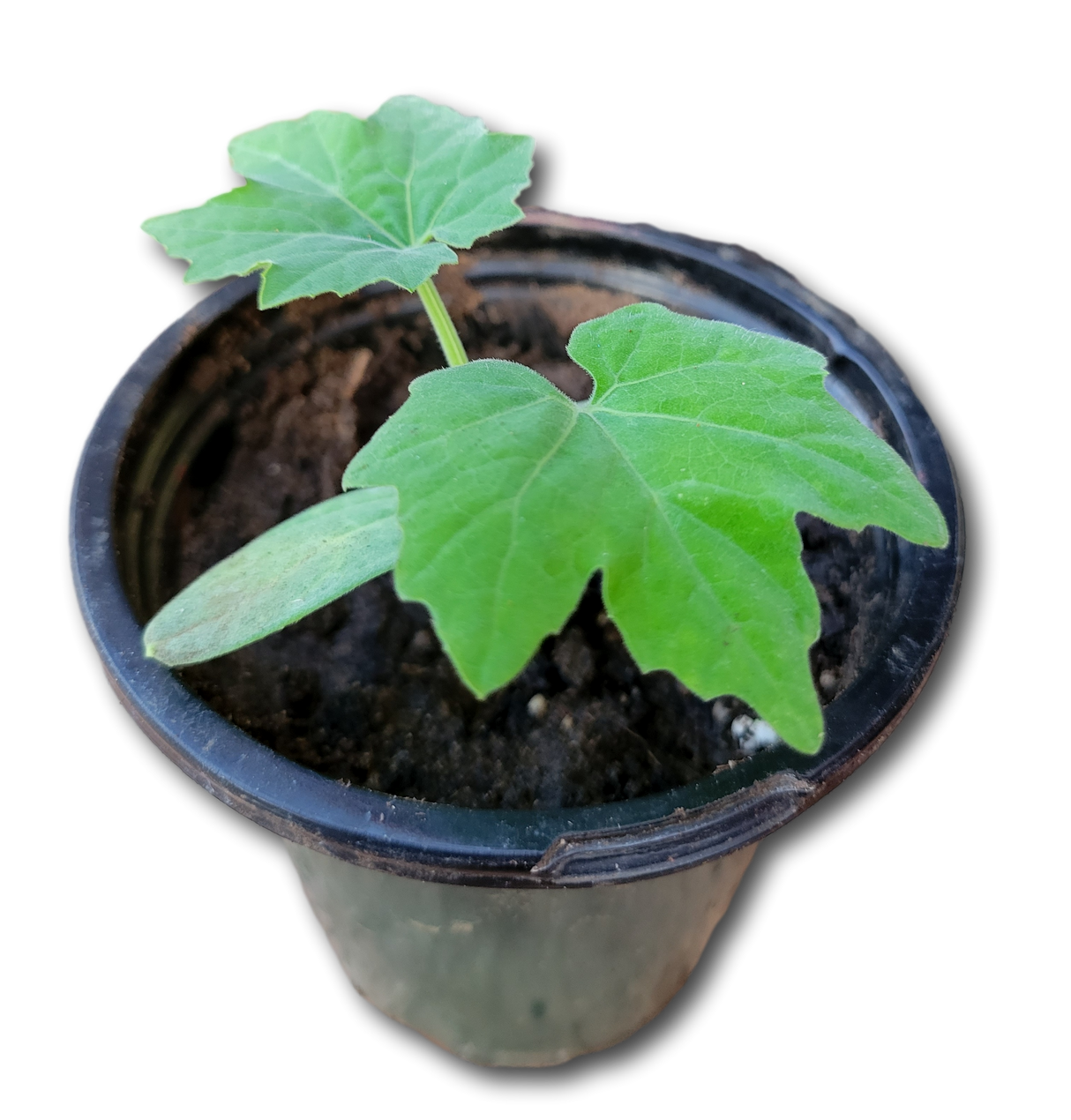 3 Angolo Cucumber Plants (ph1)