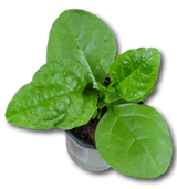 Planta de Espinaca Verde en maceta de 4 pulgadas, con hojas grandes y tallos verdes.