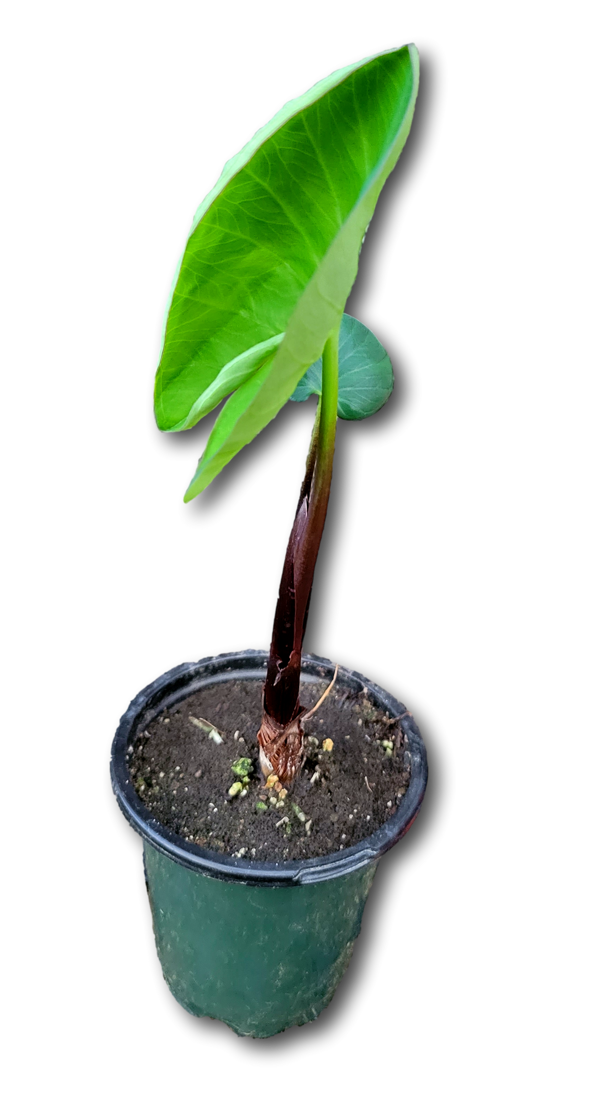 1 Plantas de Yautía Lila ph1