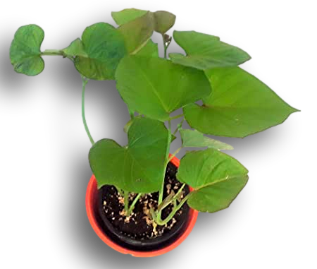 3 Canol Sweet Potato Plants (ph1)