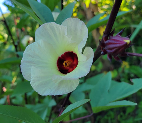 1 Plantas de Flor de Jamaica